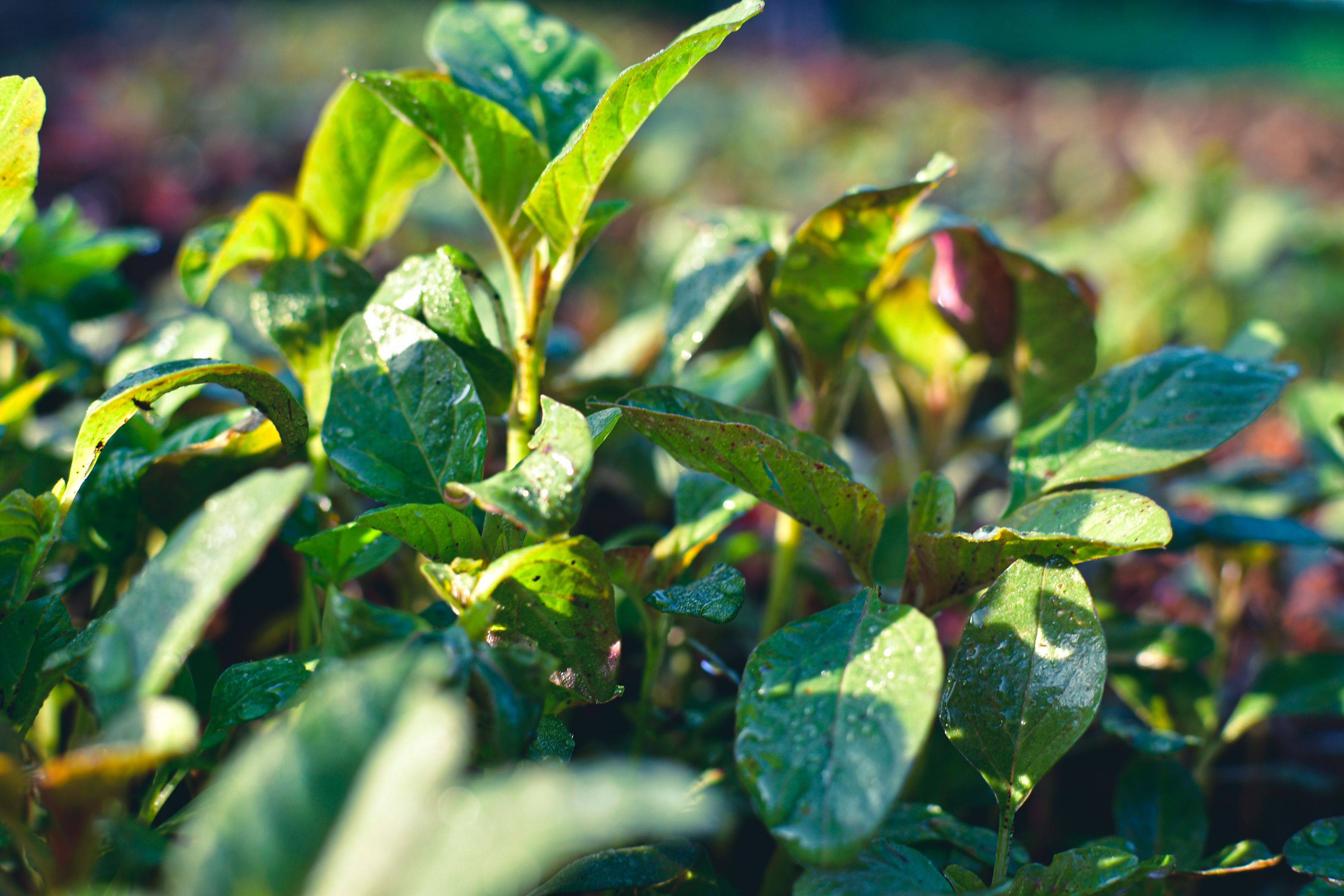 Food Safety Standards for Export-Ready Dried Vegetables