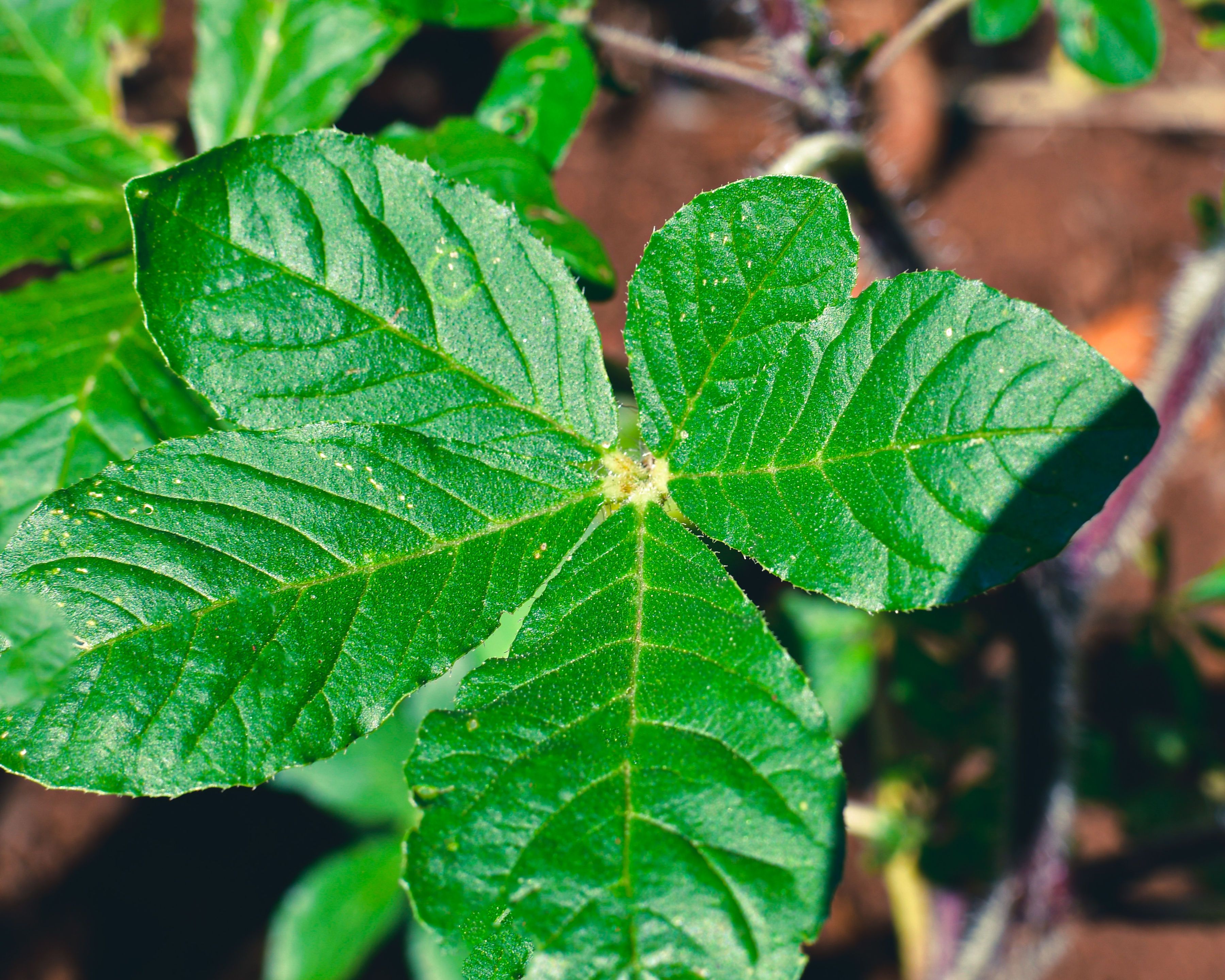 Why African Indigenous Vegetables Are the Next Superfood