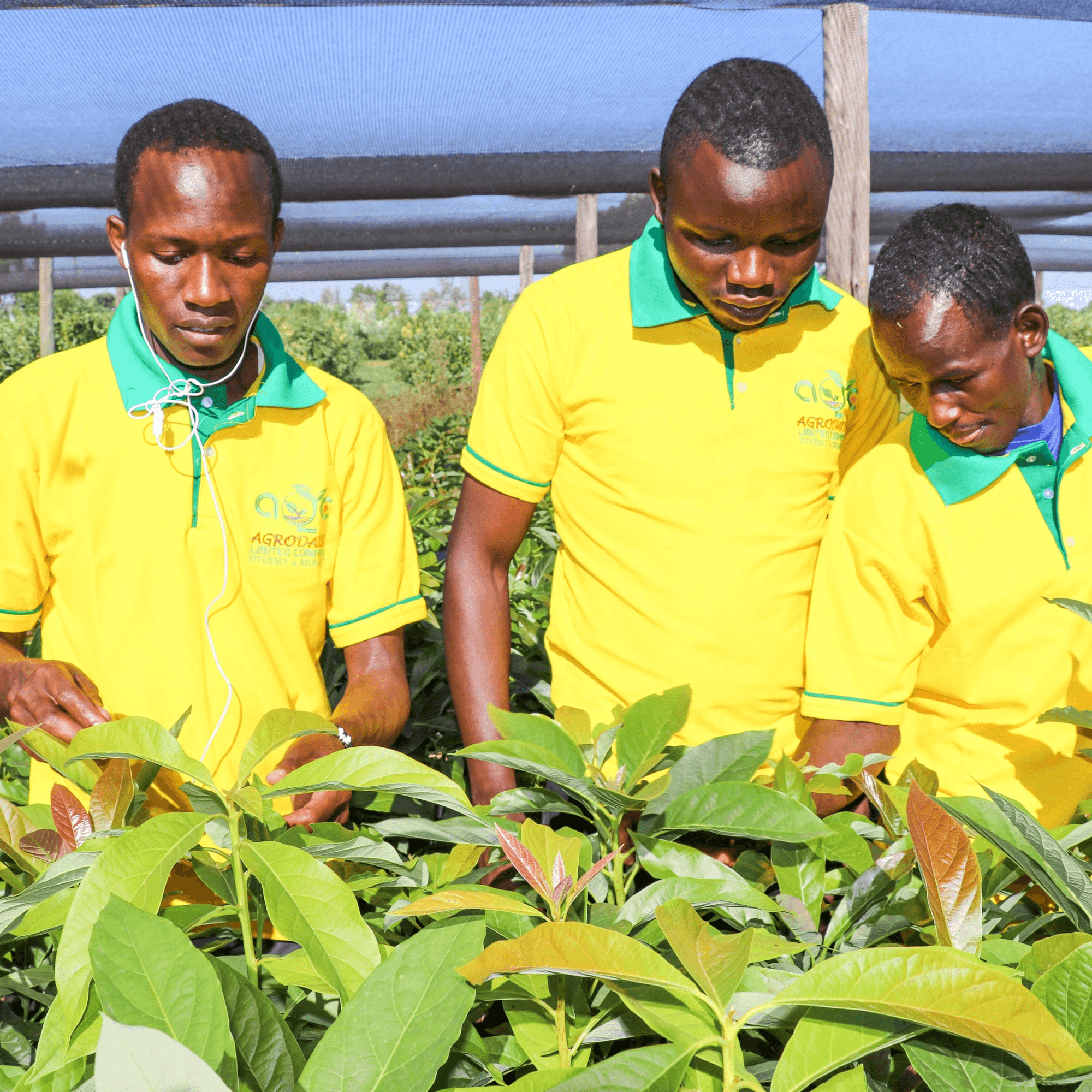 Sustainable Farming Practices in Western Kenya