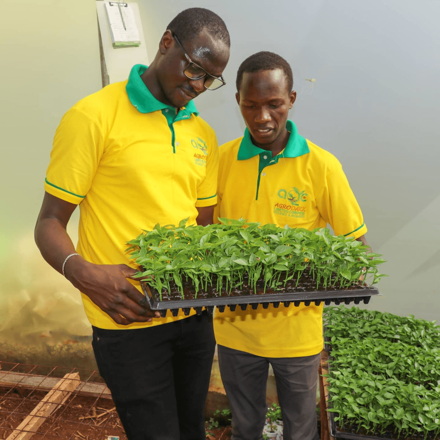 Vegetable seedlings